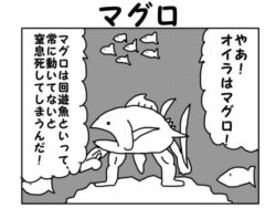 2コマ漫画「マグロ」 【d_553211】